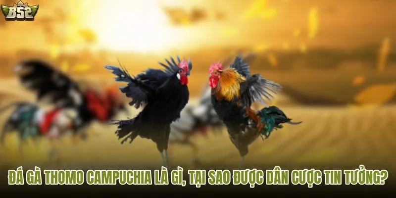 Xem đá gà Thomo trực tiếp trên B52 dễ dàng