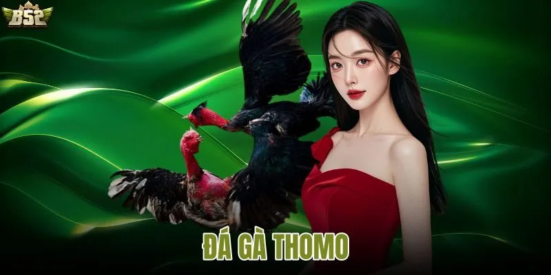 Toàn cảnh đá gà Thomo với không khí thi đấu sôi động và hấp dẫn