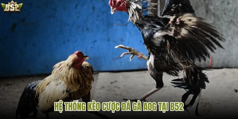 Kèo cược AOG đá gà tại B52 được trình bày rõ ràng, dễ chọn