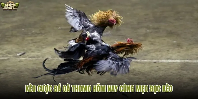 Cập nhật kèo cược đá gà Thomo hôm nay
