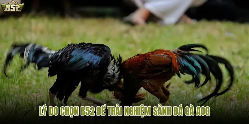 B52 là lựa chọn phù hợp để trải nghiệm sảnh AOG đá gà
