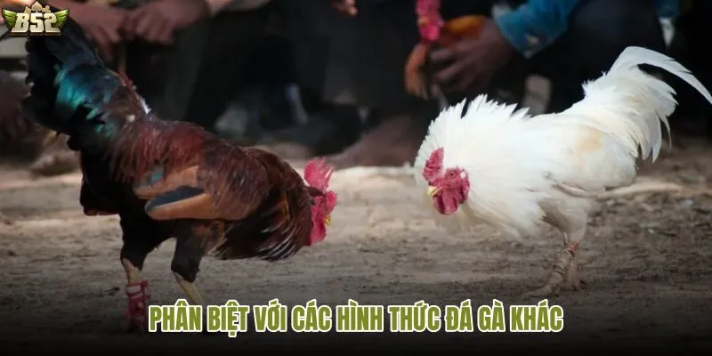 So sánh đá gà cựa dao với các hình thức khác