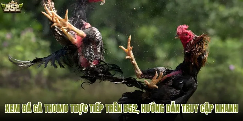 Xem đá gà Thomo trực tiếp trên B52 dễ dàng